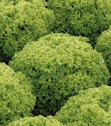 Семена салата Левистро, и.о. 5 тыс. семян (Rijk Zwaan)