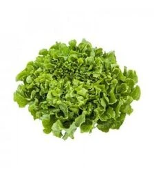 Семена салата Анкони, п.е. 5 тыс. семян (Rijk Zwaan)