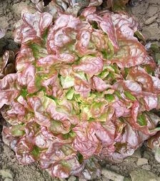 Семена салата Верала, 1 кг (Moravoseed)