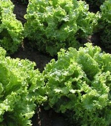 Семена салата Пражан, 1 кг (Moravoseed)