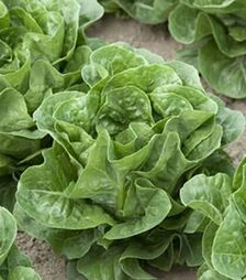 Семена салата Рафаэль, и.о. 5 тыс. семян (Rijk Zwaan)