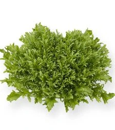 Семена салата Корби, п.е. 5 тыс. семян (Rijk Zwaan)