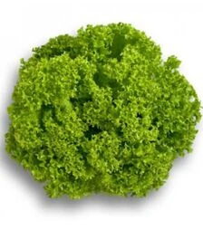 Семена салата Лозано, п.е. 5 тыс. семян (Rijk Zwaan)