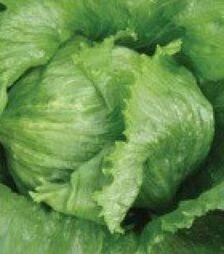 Семена салата Ларсен, 1 кг (Moravoseed)