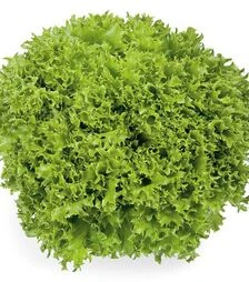 Семена салата Экспедишн, п.е. 5 тыс. семян (Rijk Zwaan)