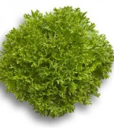 Семена салата Эксперттайз, п.е. 5 тыс. семян (Rijk Zwaan)