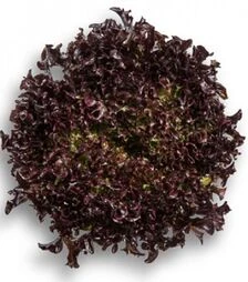 Семена салата Кодекс, п.е. 5 тыс. семян (Rijk Zwaan)