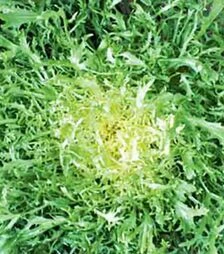 Семена салата Фризе Валлоне, 500 г (Hortus)