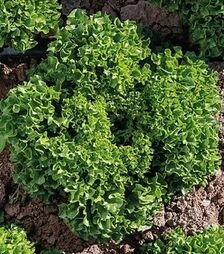 Семена салата Бабила, п.е. 5 тыс. семян (Enza Zaden)