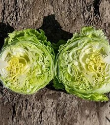 Семена салата Филомо, п.е. 5 тыс. семян (Enza Zaden)