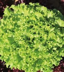 Семена салата Гилона, п.е. 5 тыс. семян (Enza Zaden)