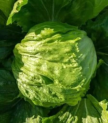 Насіння салату Гідо, п.о. 1 тис. насінин (Enza Zaden)