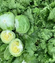 Насіння салату Плано, п.о. 1 тис. насінин (Enza Zaden)