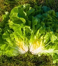 Семена салата Примафайн, п.е. 5 тыс. семян (Enza Zaden)