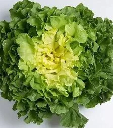 Насіння салату Маратонетта, п.о. 5 тис. насінин (Enza Zaden)