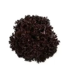 Насіння салату Скамандер, п.о. 5 тис. насінин (Rijk Zwaan)