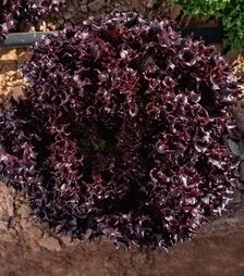 Семена салата Акане, п.е. 5 тыс. семян (Enza Zaden)