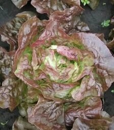 Насіння салату Черванек, 5 г (Semo)