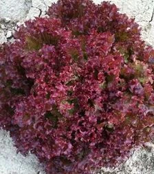 Насіння салату Азірка, п.о. 1 тис. насінин (Enza Zaden)