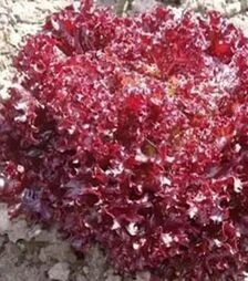 Насіння салату Азірка, п.о. 5 тис. насінин (Enza Zaden)