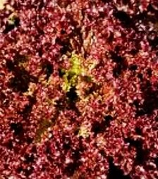 Семена салата Лока, п.е. 1 тыс. семян (Vitalis)