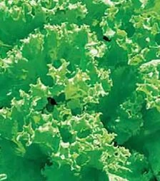 Насіння салату Лолло Біонда, 500 г (Hortus)