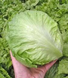 Насіння салату Максимо, 5 г (Semo)