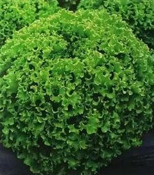 Семена салата Драгон, п.е. 1 тыс. семян (Hazera)