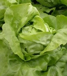 Насіння салату Маршал, 5 г (Semo)