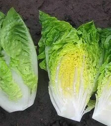 Семена салата Ксамена, п.е. 1 тыс. семян (Enza Zaden)