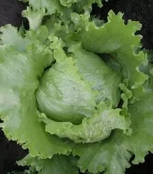 Насіння салату Медимо, 5 г (Semo)