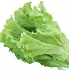 Семена салата Камелот, 1 кг (Moravoseed)