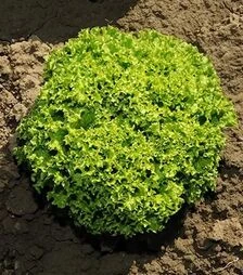 Насіння салату Ілема, п.о. 1 тис. насінин (Enza Zaden)