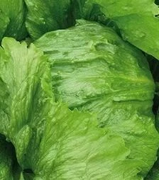 Насіння салату Енсамбл, п.о. 1 тис. насінин (Enza Zaden)