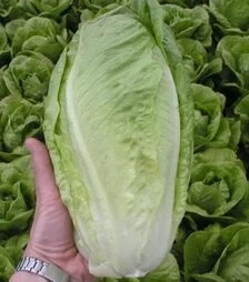 Насіння салату Гелбус, 5 г (Semo)