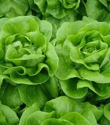 Семена салата Ферли, и.о. 5 тыс. семян (Enza Zaden)