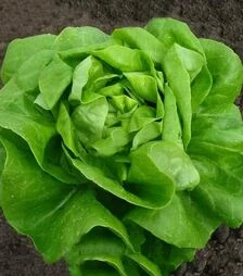 Семена салата Ферли, и.о. 1 тыс. семян (Vitalis)