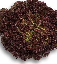 Насіння салату Вілбур, п.о. 1 тис. насінин (Rijk Zwaan)