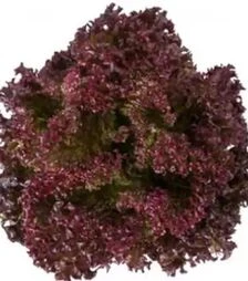 Семена салата Сатин, п.е. 5 тыс. семян (Rijk Zwaan)