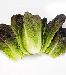 Насіння салату Мунред, п.о. 1 тис. насінин (Vitalis)