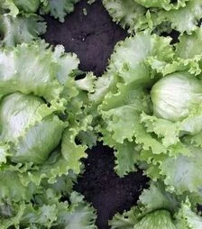 Насіння салату Мініко, 5 г (Semo)