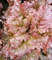 Насіння салату Росель, 1 кг (Moravoseed)