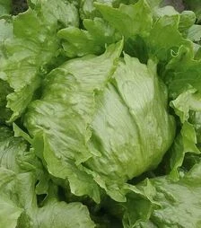 Семена салата Робинсон, 5 г (Hazera)