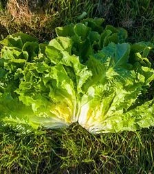 Семена салата Эпирианс, п.е. 1 тыс. семян (Enza Zaden)