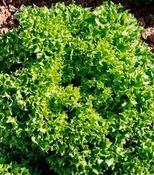 Насіння салату Лабіба, п.о. 1 тис. насінин (Enza Zaden)