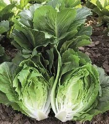 Семена салата Коспенза, п.е. 5 тыс. семян (Enza Zaden)