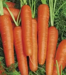 Насіння моркви Спідо F1, п.о. 25 тис. насінин (Hazera)