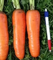 Насіння моркви Танжеріна F1, п.о. 100 тис. насінин , 1,8-2,0 калібр (Takii Seed)