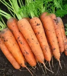 Насіння моркви Балтімор F1, п.о. 100 тис. насінин , 2,2-2,4 калібр (Bejo)