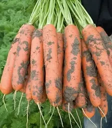 Семена моркови Нерак F1, п.е. 100 тыс. семян, 2,0-2,2 калибр (Bejo)